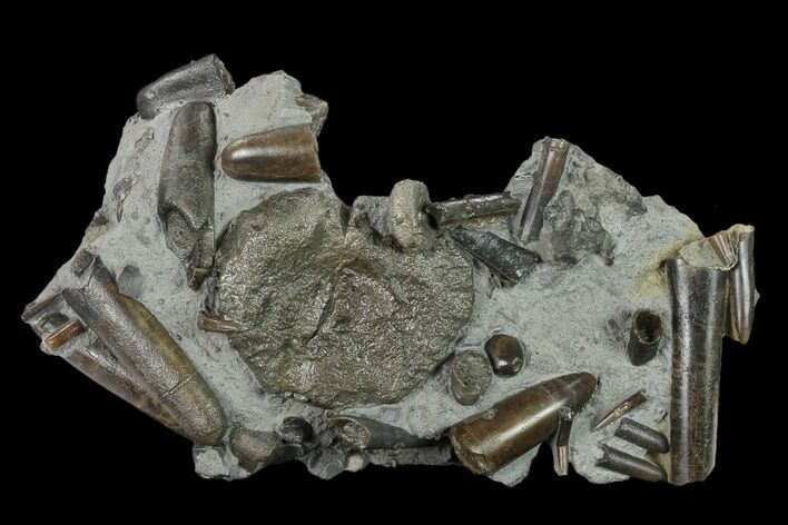 Fossil Belemnites (Paxillosus) with Vertebra - Germany #133277